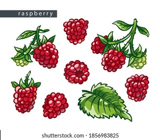sketch sweet raspberries: set of eight drawings
