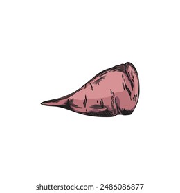 Sketch of sweet red potato. Vector illustration of a hand drawn sweet red potato slice in a graphic realistic style on an isolated background, ideal for educational projects.