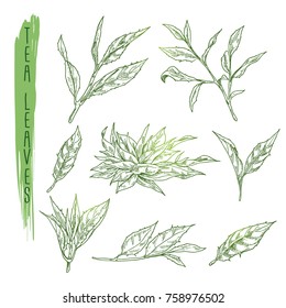 Sketch of tea leaves. Vector set with silhouettes of herb branches. Realistic icons of plant stems use for a logo, banner, poster creation or advertising of beverage.