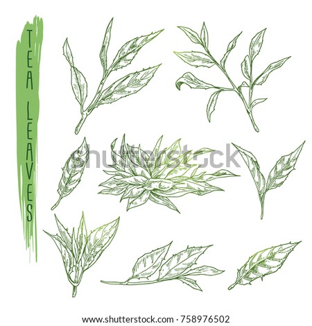 Sketch of tea leaves. Vector set with silhouettes of herb branches. Realistic icons of plant stems use for a logo, banner, poster creation or advertising of beverage.