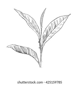Sketch Tea plant set.Hand drawn vintage illustrations