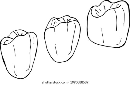 sketch teeth. hand drawing.vector illustration