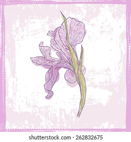 Sketch of tender violet watercolor iris  flower. All objects are conveniently grouped  and are easily editable.