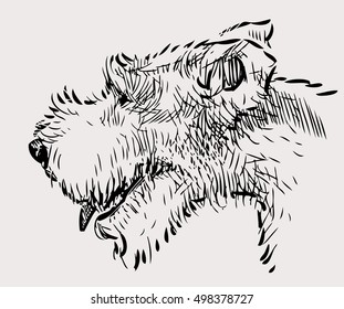 sketch of the terrier head