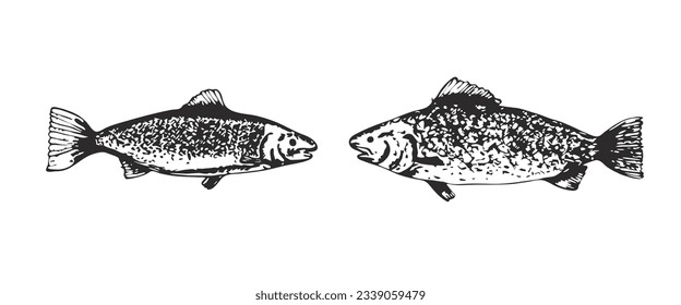 Sketch textured vector black common freshwater bream illustration. Bronze carp or dorado fish in engraving style for educational apps, marine design, cooking recipe decor, sticker, logo, tattoo