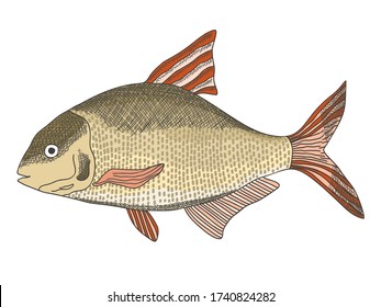 Sketch textured vector common freshwater bream illustration. Bronze carp or dorado fish in engraving style for educational apps, marine design, cooking recipe decor