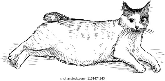 Sketch of a thick domestic cat