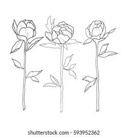 Sketch of three beautiful peonies on a white background.