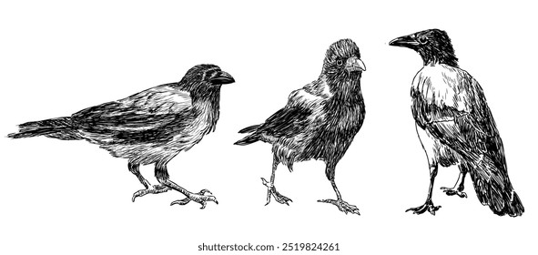 Sketch of three crows birds standing and walking, realistic hand drawing, vector illustration isolated on white