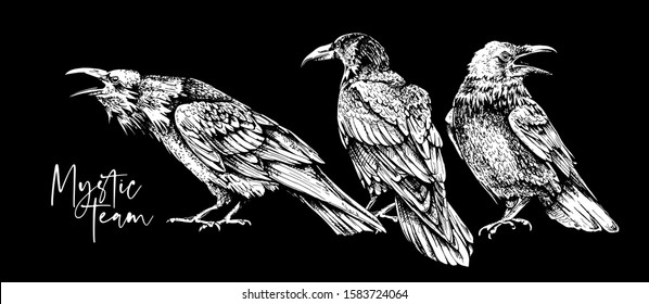 Sketch of a three crows on a black background. Mystic team  - lettering quote. T-shirt composition, Hand drawn style print. Vector illustration.