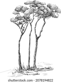 Sketch of three high tree in Toile de Jouy style black and white