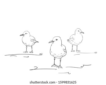Sketch of three seagulls standing on the ground, Vector hand drawn illustration