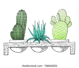 Sketch three succulents in pots on a wooden stand. Stylized watercolor. Vector illustration.