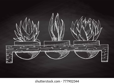 Sketch three succulents in pots on a wooden stand isolated on the chalkboard. Vector illustration.