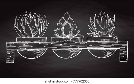 Sketch three succulents in pots on a wooden stand isolated on the chalkboard. Vector illustration.