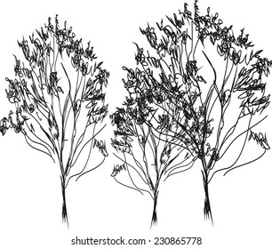 Sketch of three trees