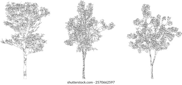Sketch Three Trees Line Art Isolated on White Background