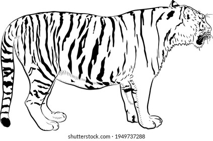 Sketch of tiger. Minimalistic style.