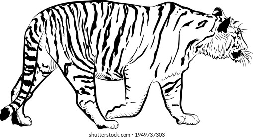 Sketch. Tiger is walking. Minimalistic style.