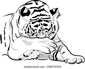 Sketch. Tiger is washing. Minimalistic style.