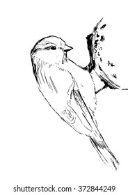 Sketch tit bird. Vector illustration