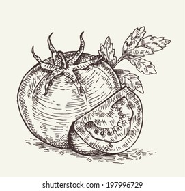 sketch of tomato