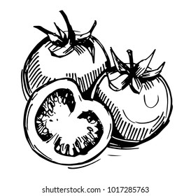 Sketch of a tomato. Hand drawn illustration converted to vector