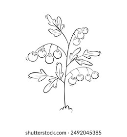 Sketch of tomato plant. Simple vector illustration in doodle style