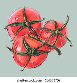 Sketch of tomatoes. Drawing ink and watercolor.  Hand-drawn illustration. Vector.