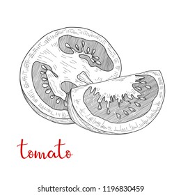 Sketch tomatoes. Tomatoes isolated on white background. Vector