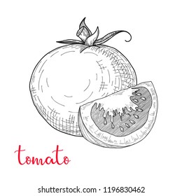 Sketch tomatoes. Tomatoes isolated on white background. Vector