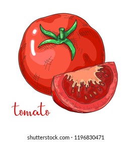 Sketch tomatoes. Tomatoes isolated on white background. Vector