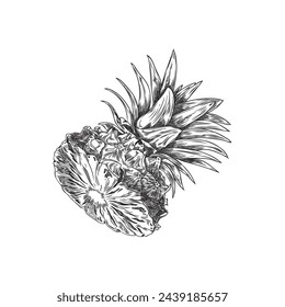 Sketch of the top of a pineapple. Graphic vector illustration of a cut top of a pineapple, black and white hand drawn drawing. Pineapple in a section on an isolated background.