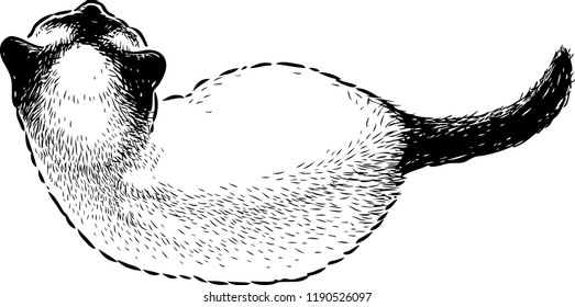 Sketch of a top view of a siamese kitten