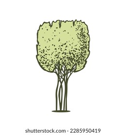 Sketch of topiary coniferous trees. Sheared thuja cube for hedges. Geometric trees for advertising and landscape design. Isolated on white background. Vector