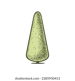 Sketch of topiary coniferous trees. Trimmed thuja cone triangle. Geometric trees for advertising and landscape design. Isolated on white background. Vector