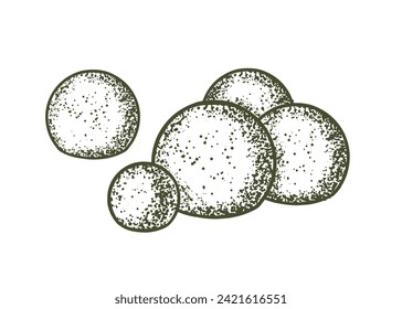 Sketch of topiary conifers. Sheared thuja sphere. Geometric trees for advertising and landscape design. Isolated on white background. Vector