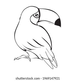 Sketch of the toucan bird. Black illustration on a white background. Vector, illustration.