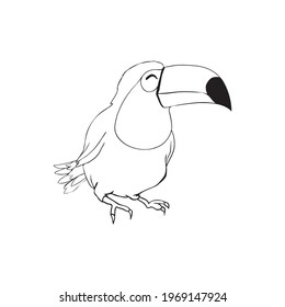 Sketch of the toucan bird. Black illustration on a white background. Vector, illustration.