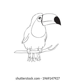 Sketch of the toucan bird. Black illustration on a white background. Vector, illustration.