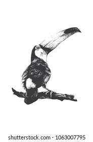sketch of a toucan, toucan illustration, Black and white animal illustration, hand drawn bird illustration.