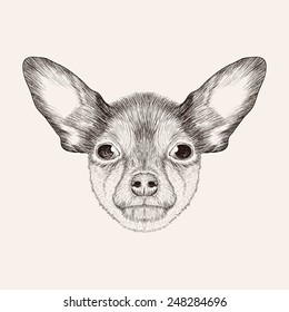 Sketch Toy Terrier. Hand drawn realistic face of dog illustration.
