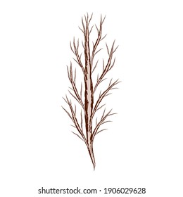 Sketch of a tree with bare branches without leaves. Vector illustration. Isolated plant on a white background.