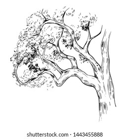 Sketch of tree branches. Hand drawn illustration converted to vector