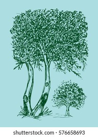 sketch tree hand drawing illustration.