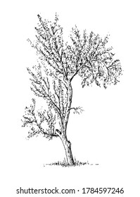 Árbol de esbozo aislado sobre fondo blanco. Elemento de diseño. Ilustración del vector