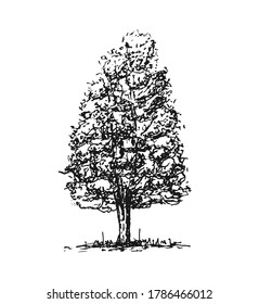 Sketch tree isolated on white background. Design element. Vector illustration
