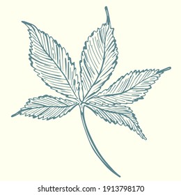 Sketch, tree leaf. Vector single green leaf, freehand drawing. Isolated object, vintage.