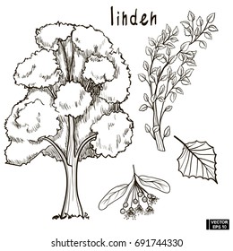 Sketch of a tree linden