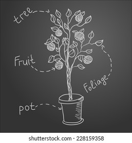 Sketch of tree on black  board. Vector illustration